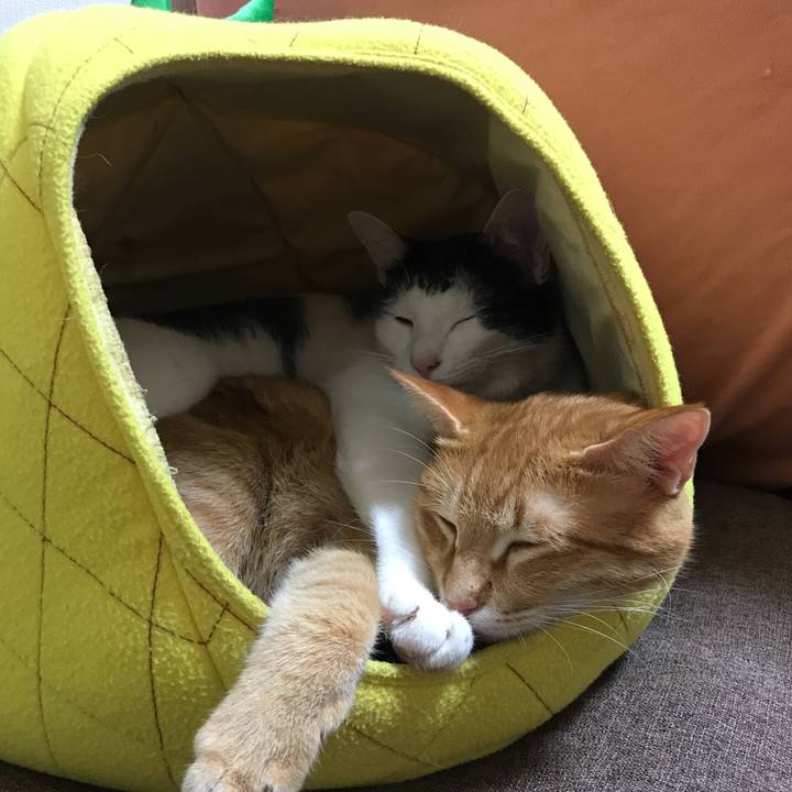 32d928ac a628 4b7f a2c5 29cfafe09874 1510586012181