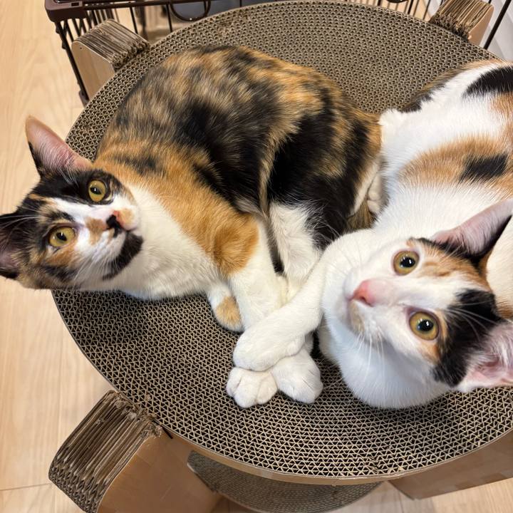 32dced3d a93b 42e8 bf35 8fe9025a15d1 1763031420671