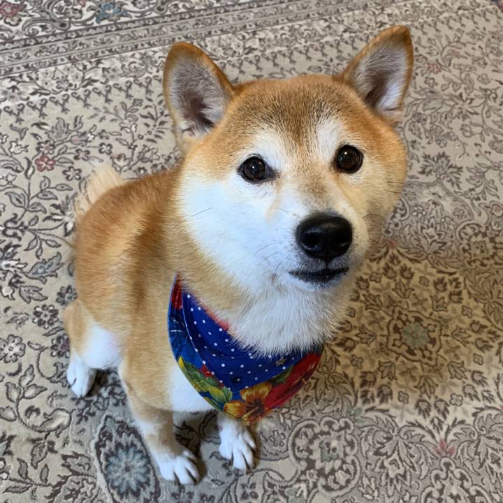 32dd78dd 9283 4d95 8d91 1487e57745d9 1572260223907