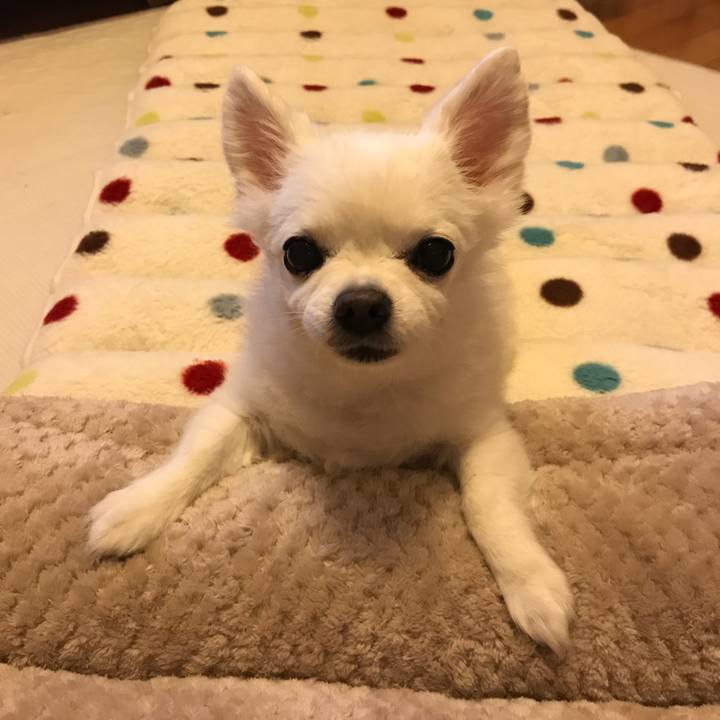 32e0a8e9 0449 44e7 b862 72f5195f1cfa 1508147634979