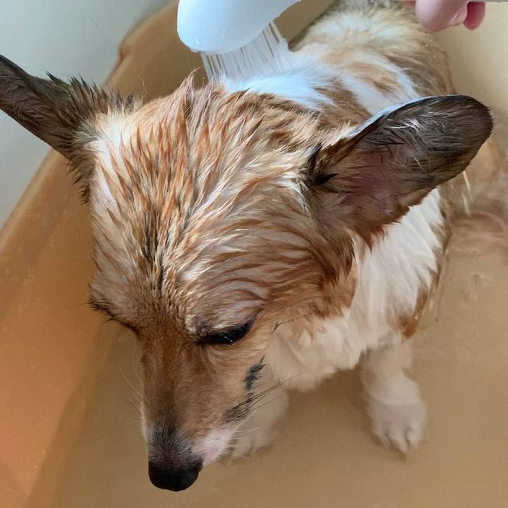 32e0ccb4 7814 4942 bf34 d62de94fd60a 1598057037603