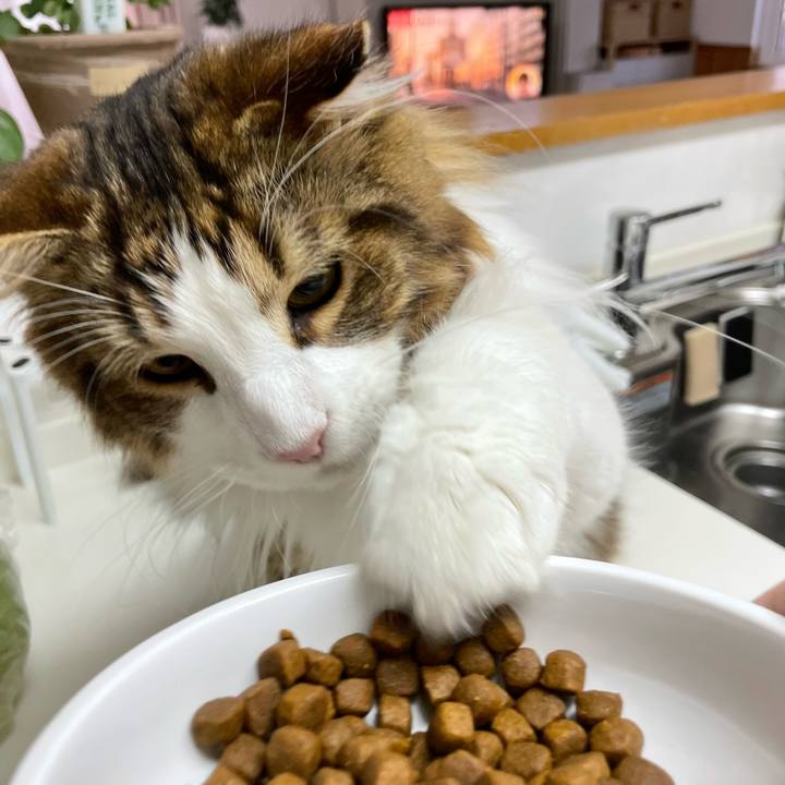 32e0edd7 c573 4ecc b843 7fb5fb7f32b7 1651179103958