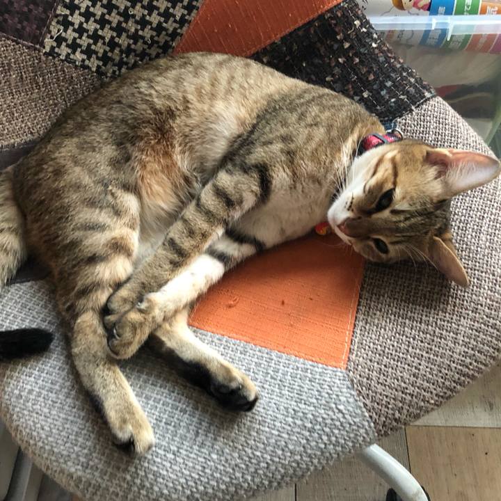 32e10f36 0025 41e7 836b b7d16934441d 1599265516301