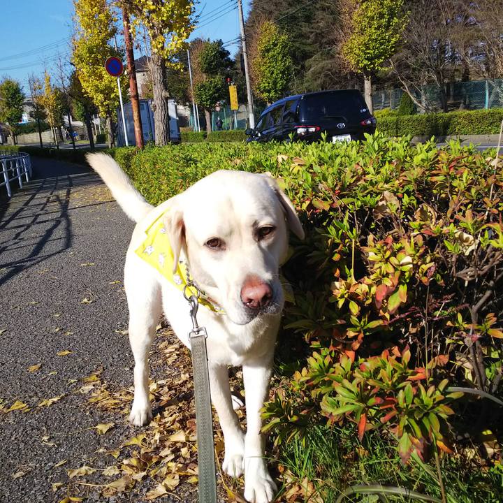 32e267d7 e9f2 448b 9132 d3821dd4d0f3 1542776497069