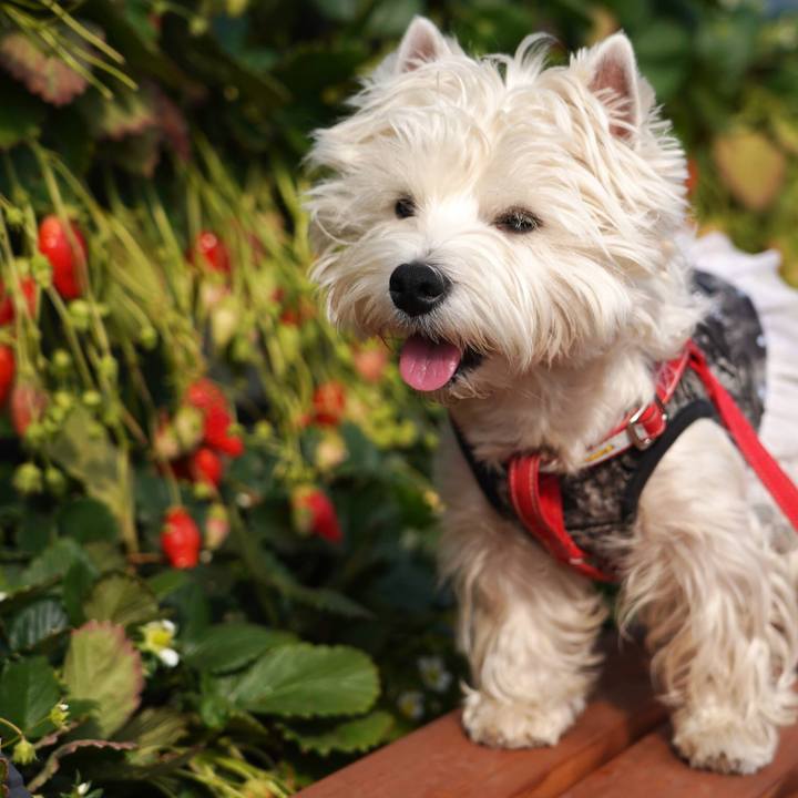 32e3bd8d 834c 4cb7 98ce 3d50f4920cf2 1521536368146