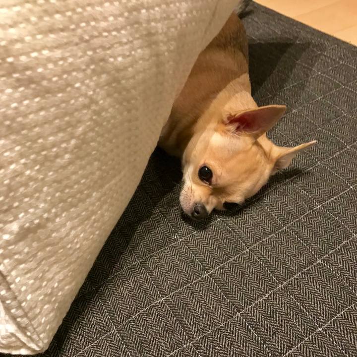 32e5eba0 84a0 44ba a19b 4f13fa8f5f16 1544345811217