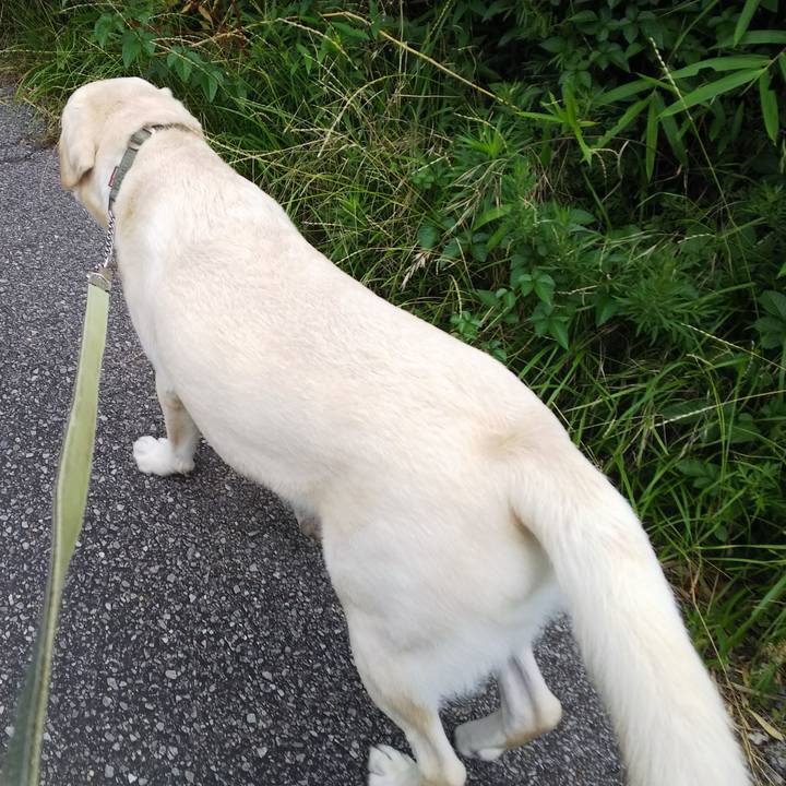 32e935d2 1d21 4db9 b210 4342d9a7266d 1531272844640