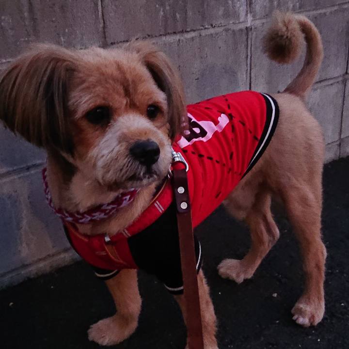 32e9e257 230c 45d8 9dd1 77a34ee9a117 1575967350338