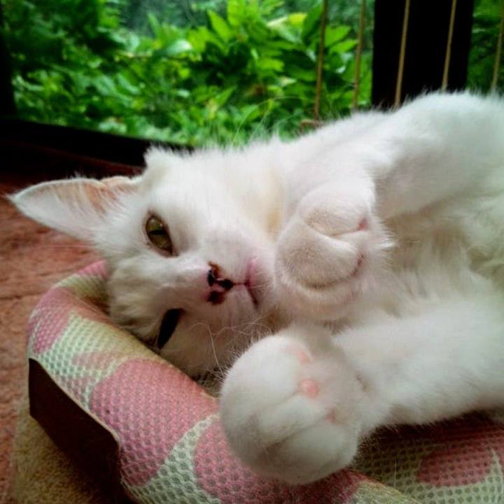 32ea7776 8bbf 4863 8214 4df5a263cf10 1717680668885