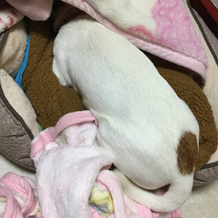 32eae74b ec14 4acb a4b4 b91711b0a8bc 1514625670607