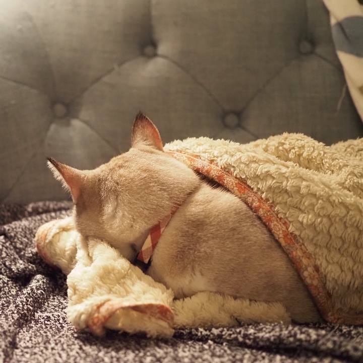 32ec4bb6 1add 4113 88b6 2fb61f726606 1609329419059