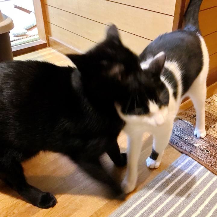 32ec6ff4 8e9b 42a0 84e0 0c22e026b2d1 1508893907512