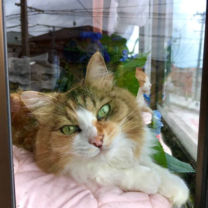 32ec81ce c4c3 49dc 84fa 45935130b3b0 1593837668210