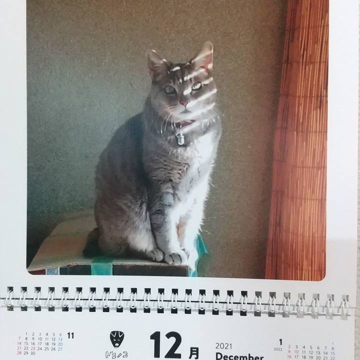 32f22753 3965 4764 8270 88bcf3973594 1638324572042