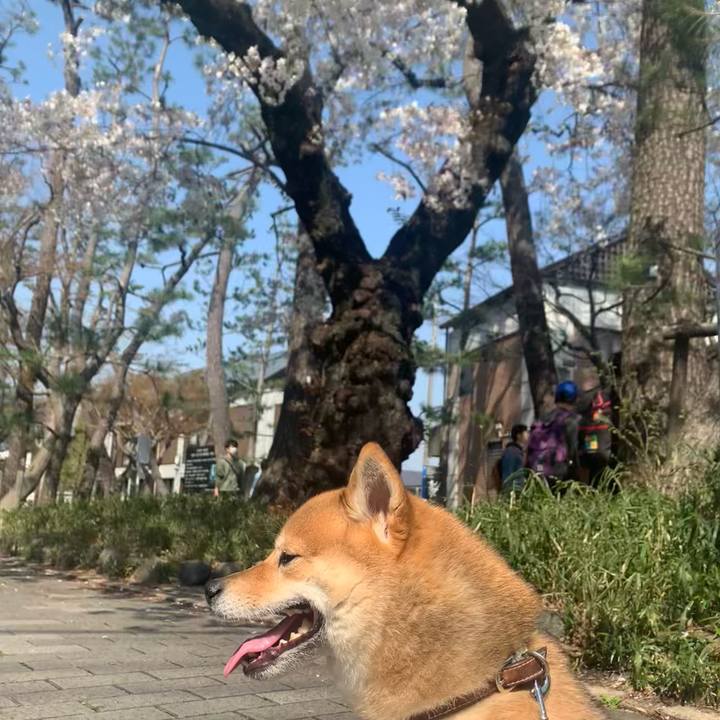 32f2eb51 8925 4361 aaed d6629fcd9ae6 1774681450116