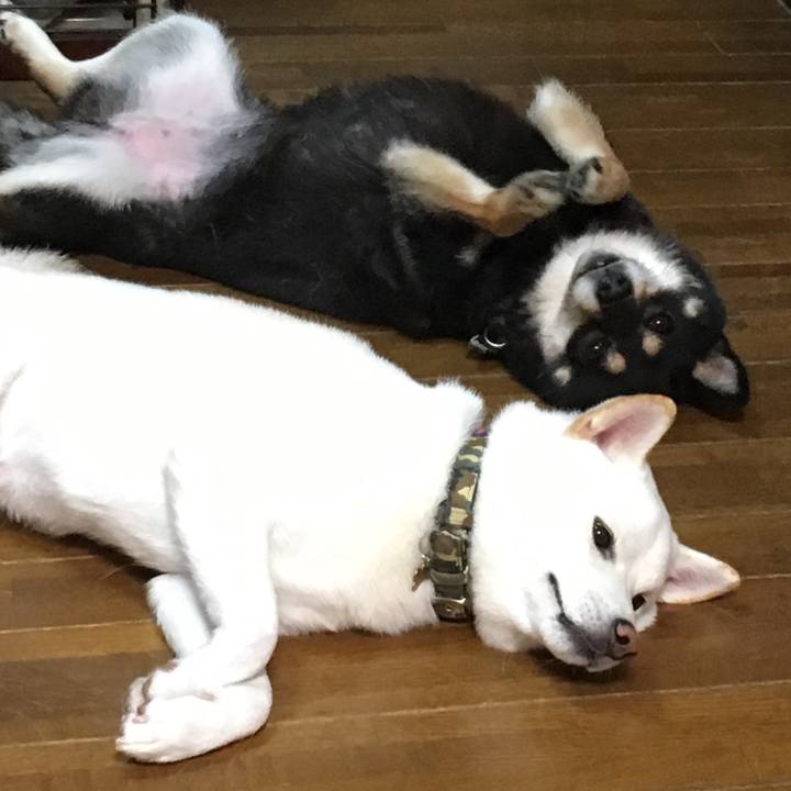 32f4c78a 2350 4879 af61 8024c5384fcc 1511012889427