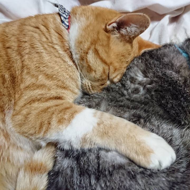 32f4f4c2 10a1 4936 bb94 819e341214fd 1574515377610