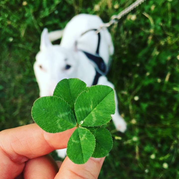 32f64e96 5046 4c3f 96b4 e24b59e52ed7 1530184427974