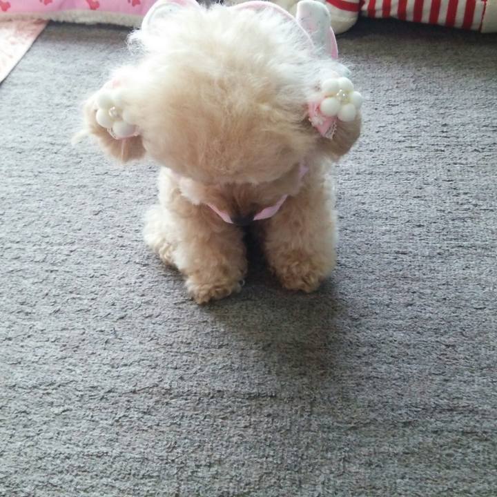 32f72a75 3eea 4664 b6dc fa46ea837827 1547077258767