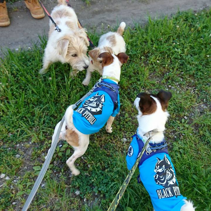 32facd17 431d 4ef5 a25f 24f35c520af4 1557266839154