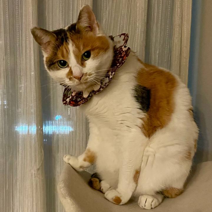 32fedcde 8c09 4a80 9be6 58d642f32082 1734442811038