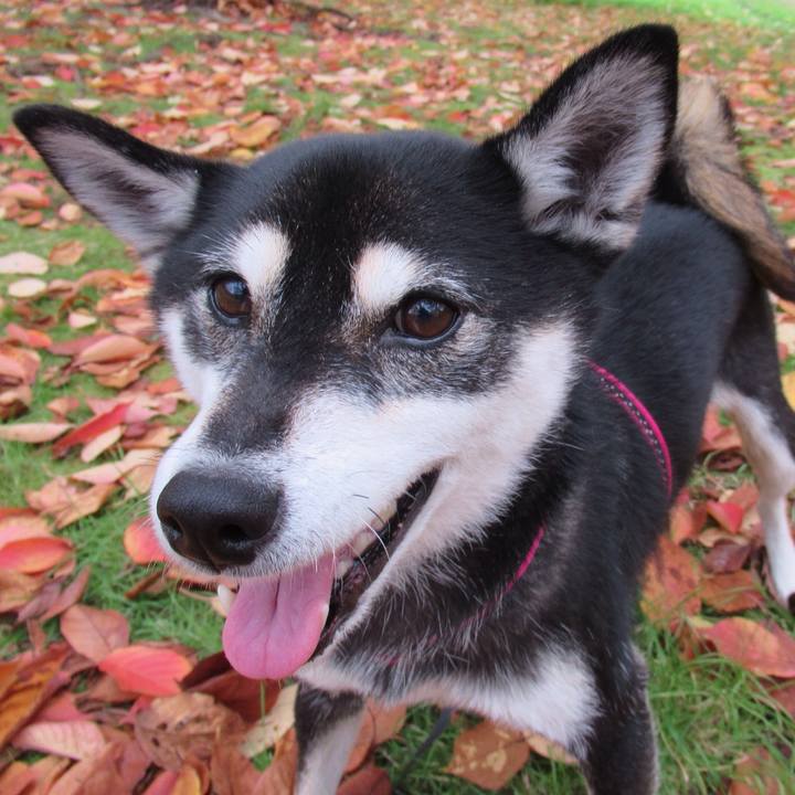 32fef74c 8dda 49d8 8911 70f674fe3b62 1543283340000