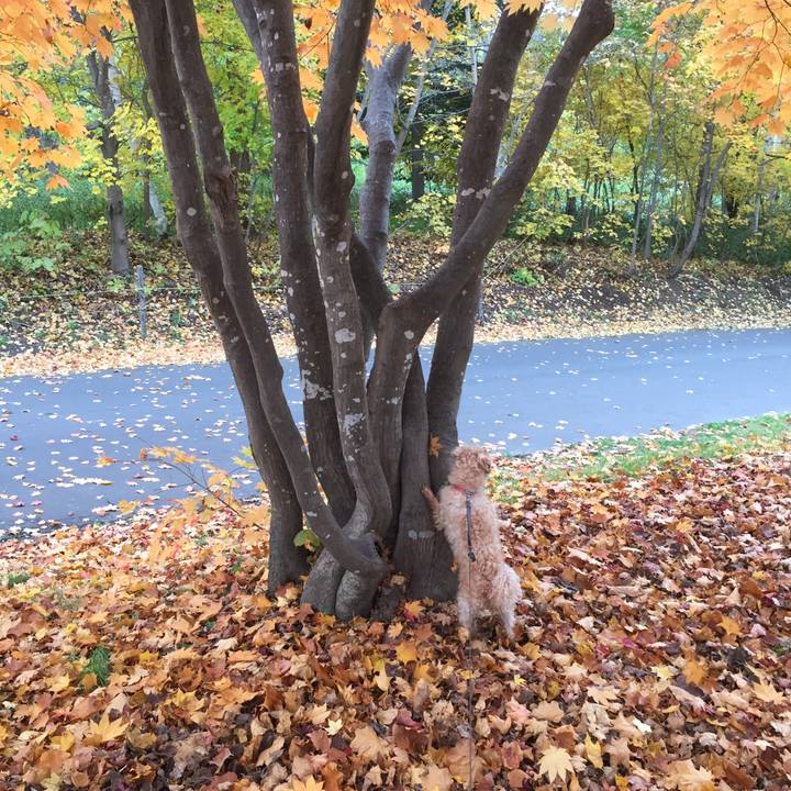 32ff00d8 3641 48c3 bef9 a22f06e9754b 1508626146073