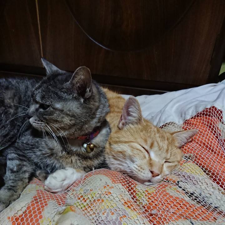 32ffa8fa 9e6d 414d a52e 0ee597631c91 1585396763775