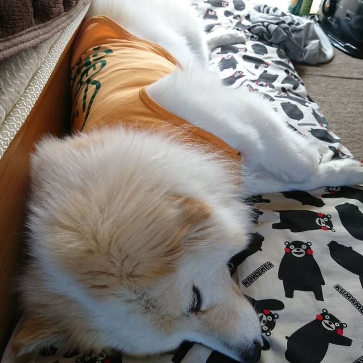 33059244 da6f 4f8a 9f2b 18c054305302 1527152615212