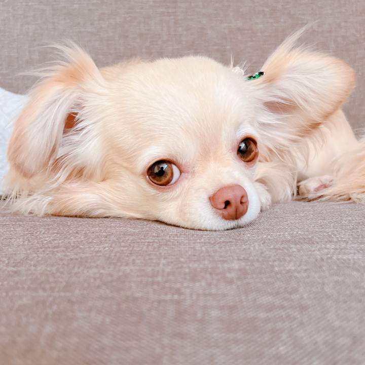 33059437 38c7 4bcf ace9 5323f9d42c26 1653302775291