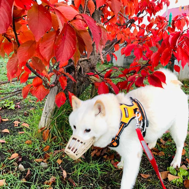 33063549 eaaa 4e0d 95df 3782b59e2658 1635285348513