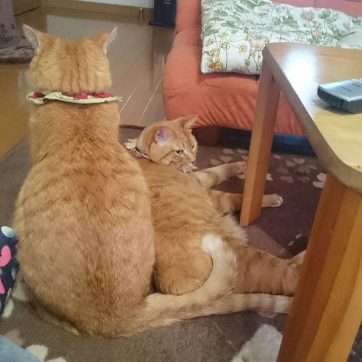 330c405b 8ffe 44d1 97b8 149f7471bbfd 1510537141646