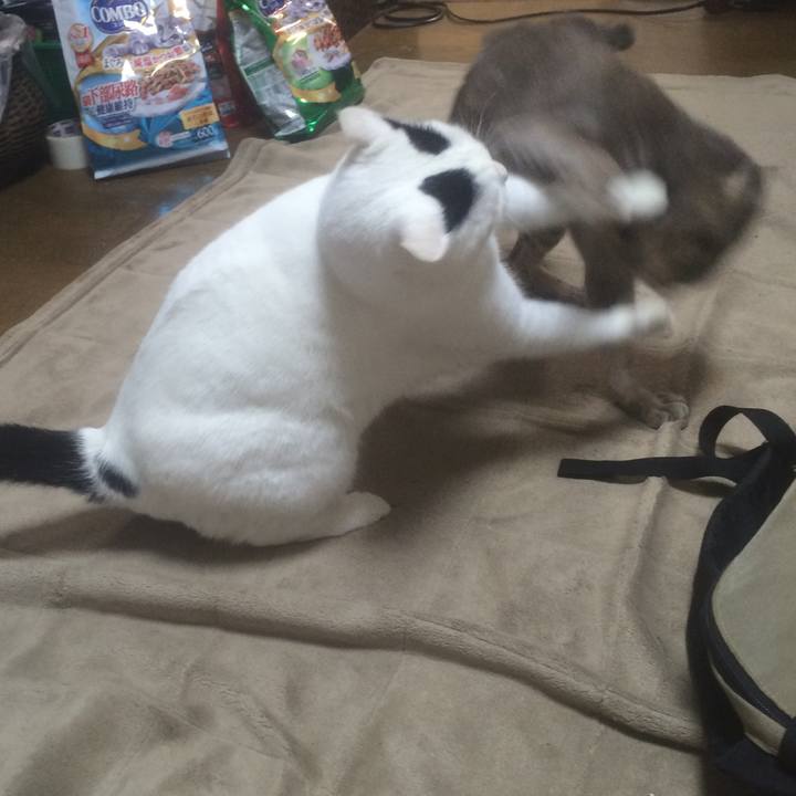 330e44a5 cd57 4530 b3c3 573f3007da42 1543236582538