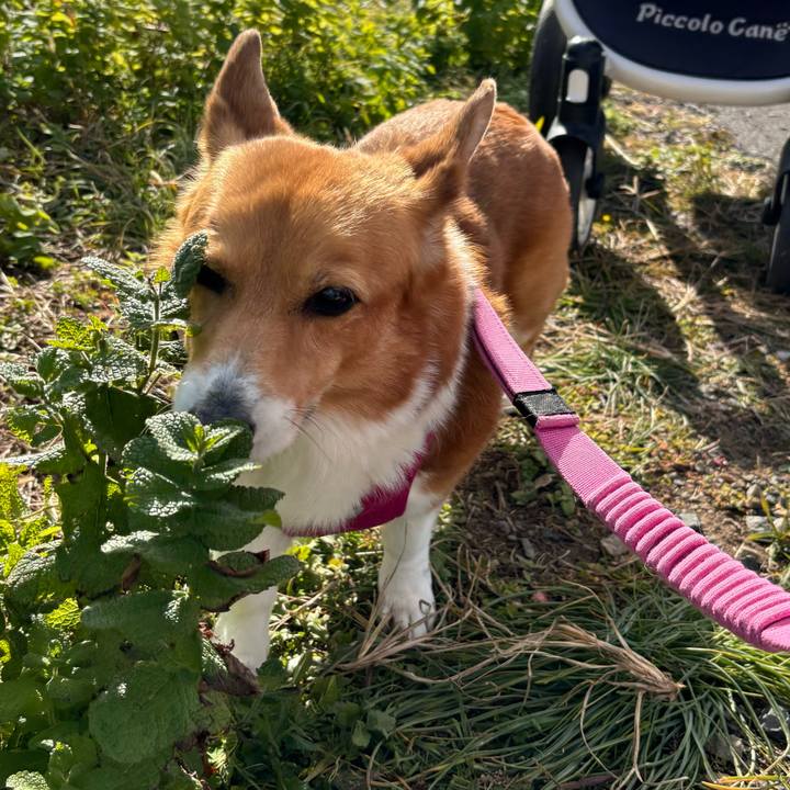 330e81b4 e782 41bd 899e ed81e4fbafd6 1733975625688