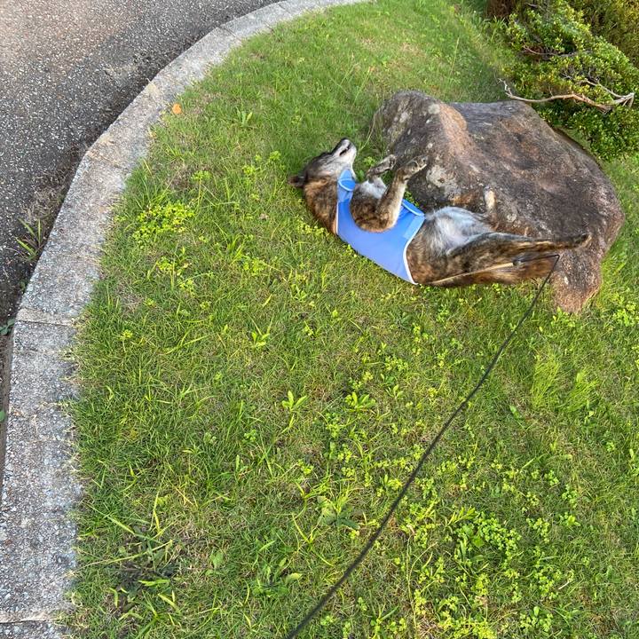 33101190 ae39 4ea6 91f6 3238caa74854 1596621386218