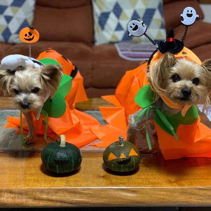 33103dc1 a9bb 420f 8096 f223f350c011 1604141613591