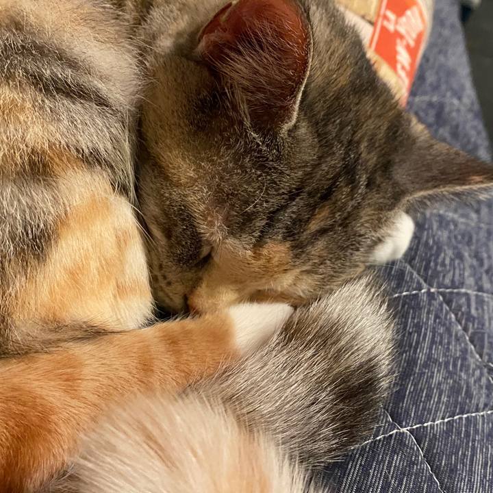 3315e5f5 8d05 4468 8a7d 342ae8b5cee2 1586045745814