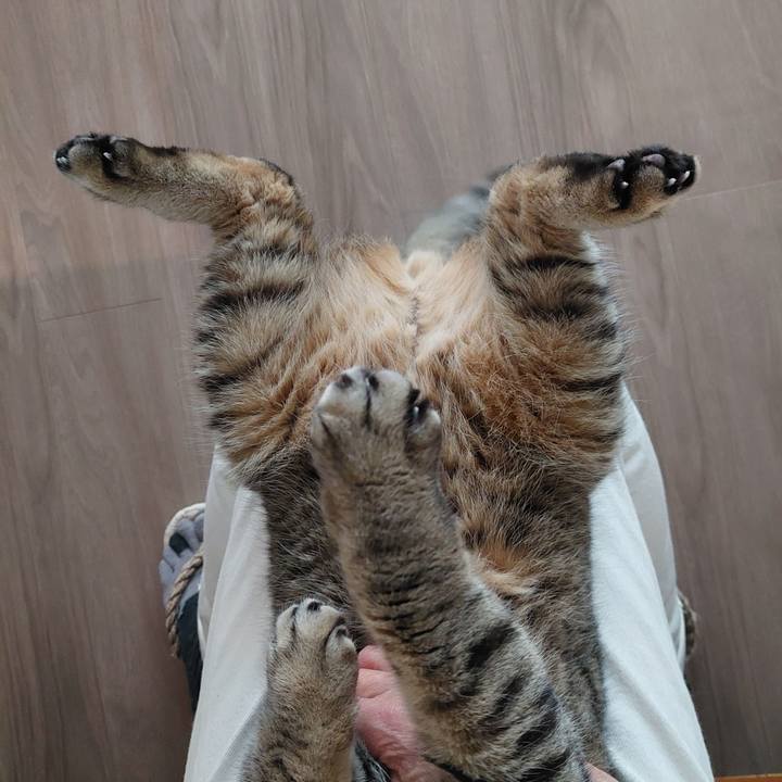 33168d10 6441 410a 99a1 6f6c1eb77cb1 1743486487766