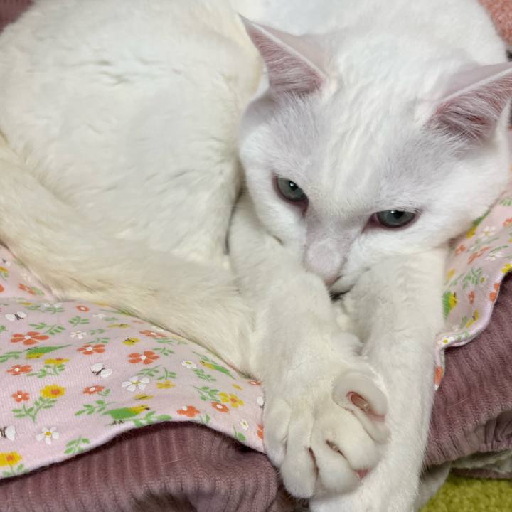 331cdd32 dd44 44fb 8739 f96bc109bce9 1762089707558