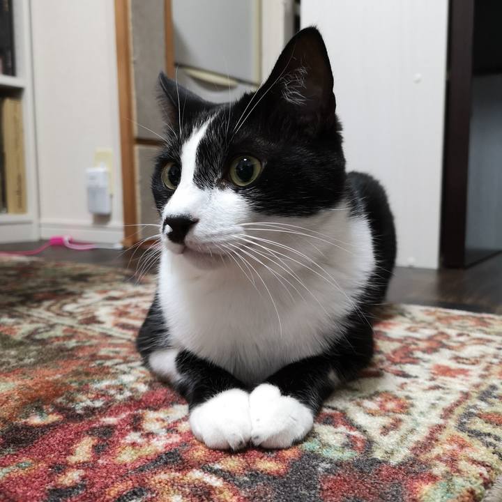 3322e4fd b68e 4b6a bbd9 a6b134b8d527 1542853899827