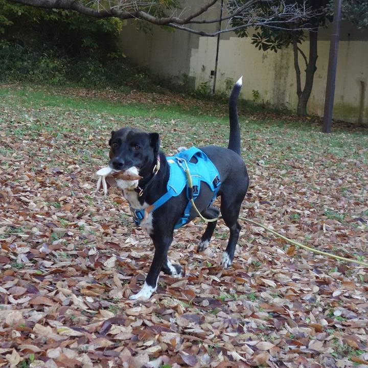 332352c4 1e8d 4772 a9dd 79cea394b75f 1606091185415