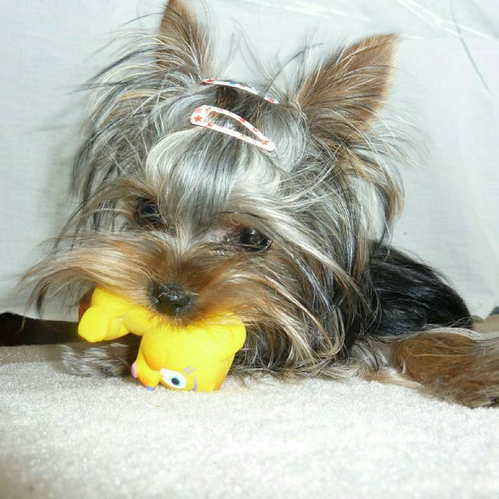 3326222c b0aa 4550 b6c9 e2acef5e69ce 1535240258338