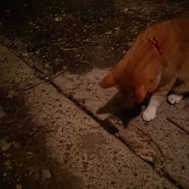 332776cf f856 4a9e 8f87 857ba1d2603d 1597490089047