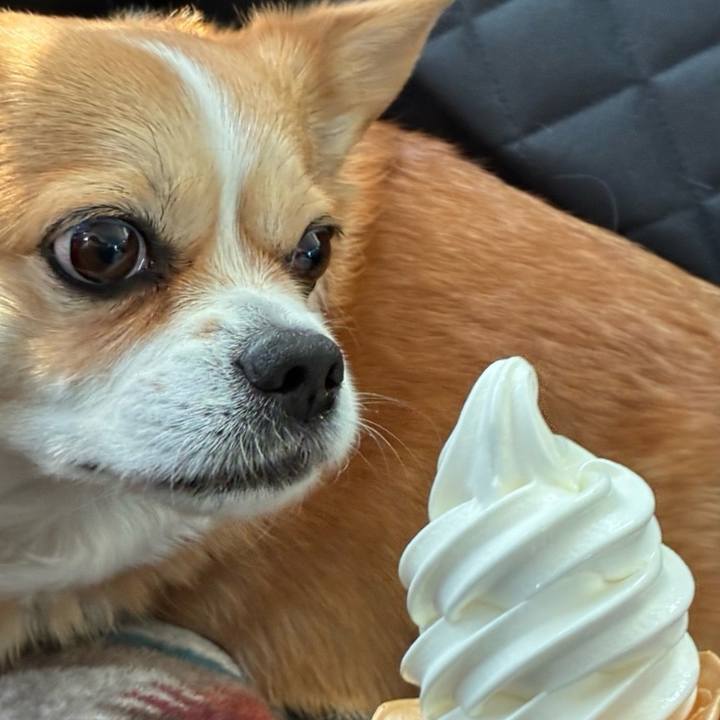 332b94ca 2989 4ffb bfbe cfd98baf902c 1743522017759