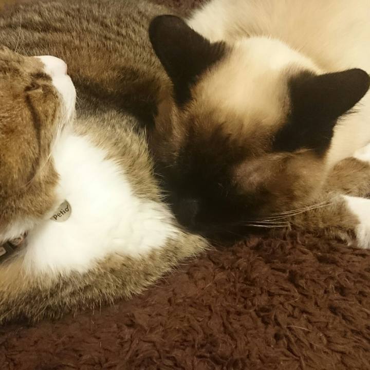 332c2996 c67b 4b09 9c87 a69c358c03cf 1529864490966