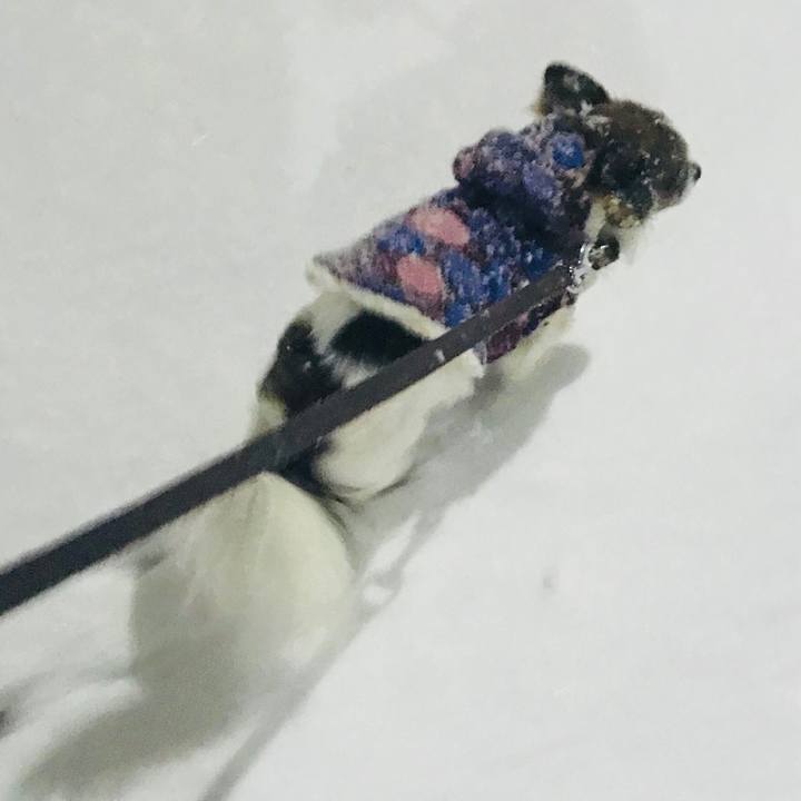 332d7557 9e5a 4cb5 8949 cfeef1d6929f 1516619213285