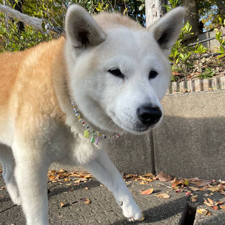 332ebcbb 7a86 4503 922f b59e8faac908 1667608282059