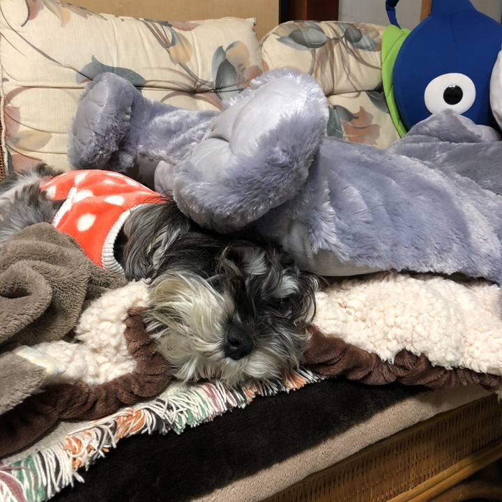 332f6c0a 1d7c 45a5 9333 3eefcd91116c 1518954848666