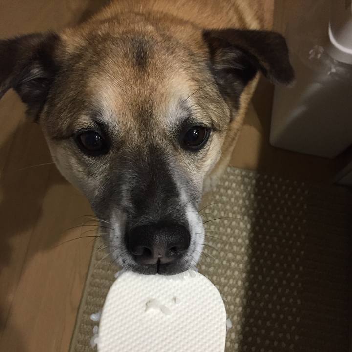 3331b9ee 6d7e 4951 867c e7133b7fc4e8 1526901153631