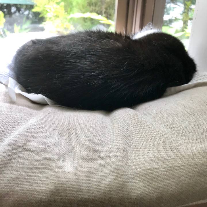 3331eb22 71b0 4d16 a325 50c3afcc93c1 1561003230467